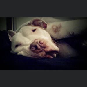 Meet your Posher, Anne